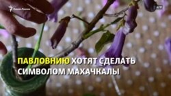 "Символом Махачкалы - павловнию". Но она там не растёт